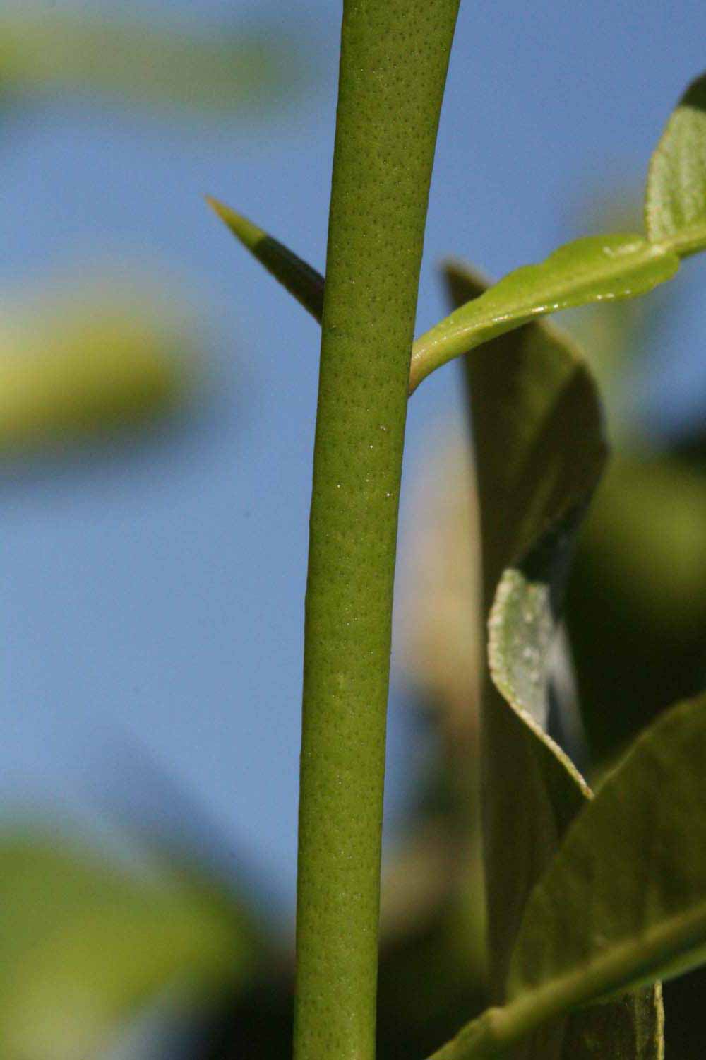            First year twig (Riverside, CA)   